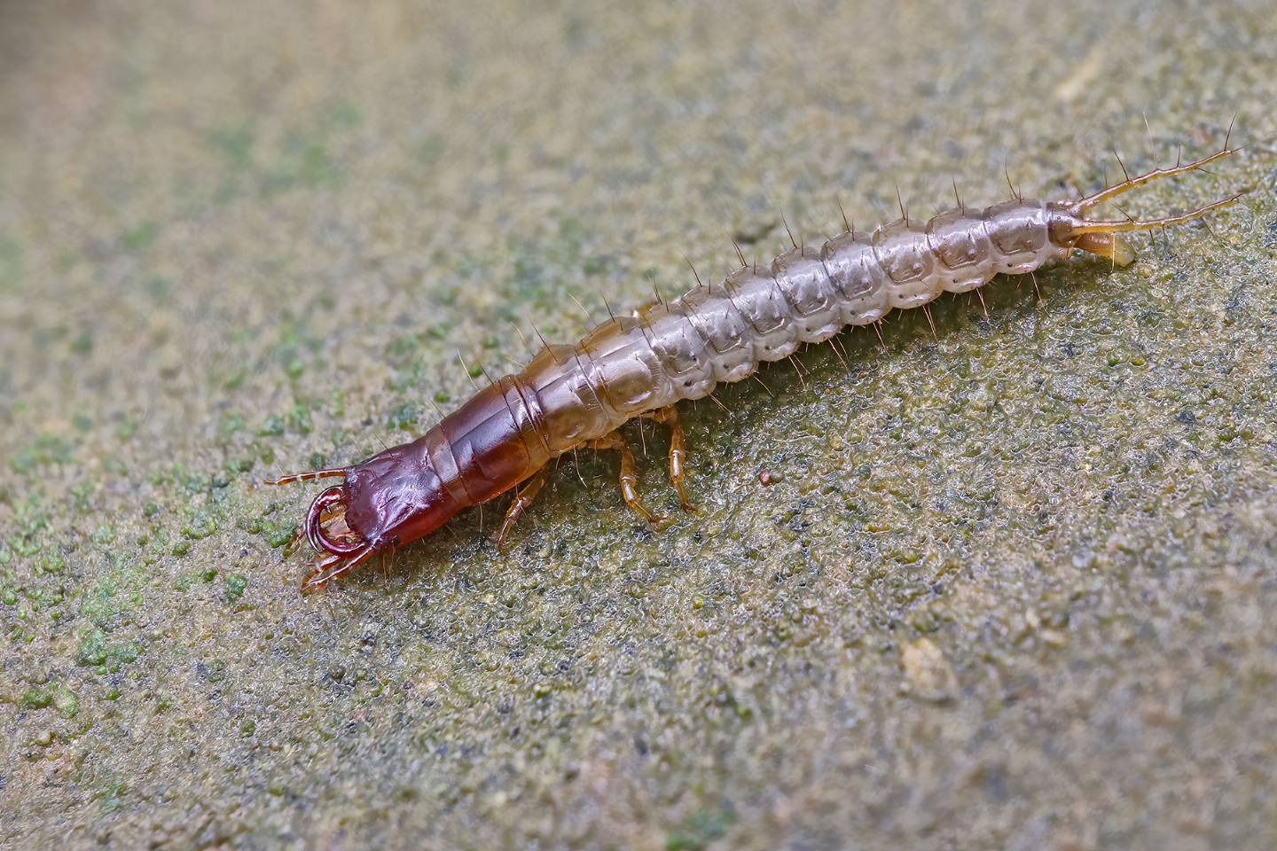 Larva ... di Carabidae